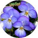 pandi santhi profile picture